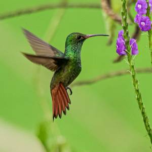 Kolibri