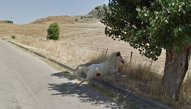 A "Medicine Hat Horse" nevezetű lófajta nagyjából olyan ritka, mintha élő egyszarvút sikerülne a fotóznunk. A Street View kameráinak azonban még ez is összejött.
