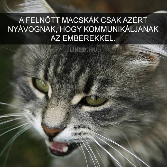 15 meghökkentő tény a macskákról, amit valószínűleg Te sem tudtál korábban