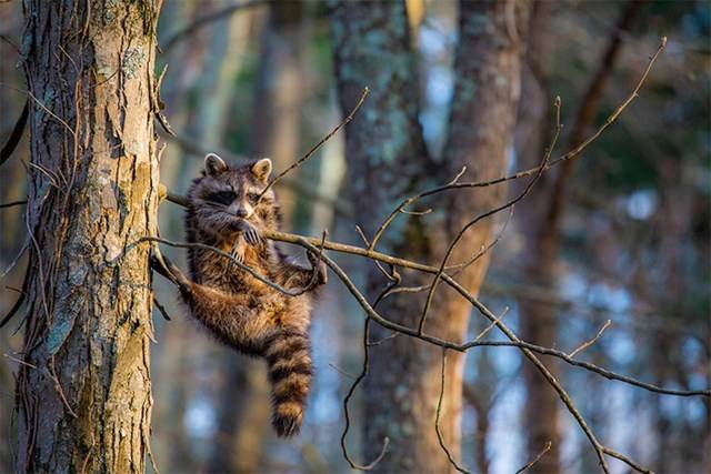 Kihirdették a Comedy Wildlife fotópályázat döntőseit, és ez a 30 állat biztos, hogy Téged is meg fog nevettetni