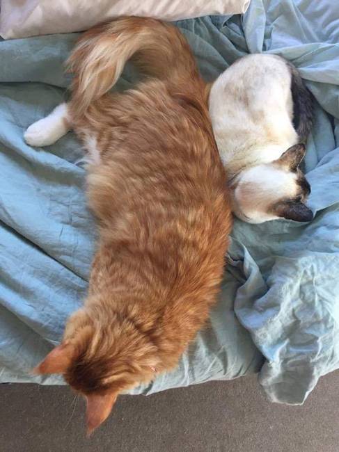 Egy Maine Coon macska mérete egy sziámi macskához képest.