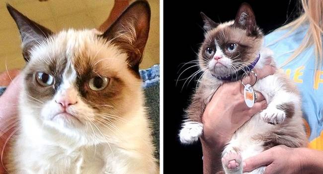 „Grumpy cat"