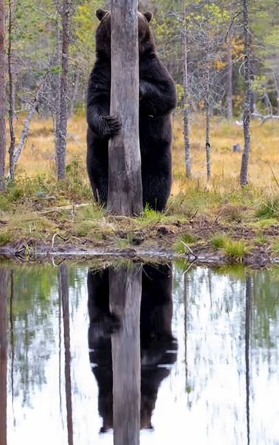 Kihirdették a Comedy Wildlife fotópályázat döntőseit, és ez a 30 állat biztos, hogy Téged is meg fog nevettetni