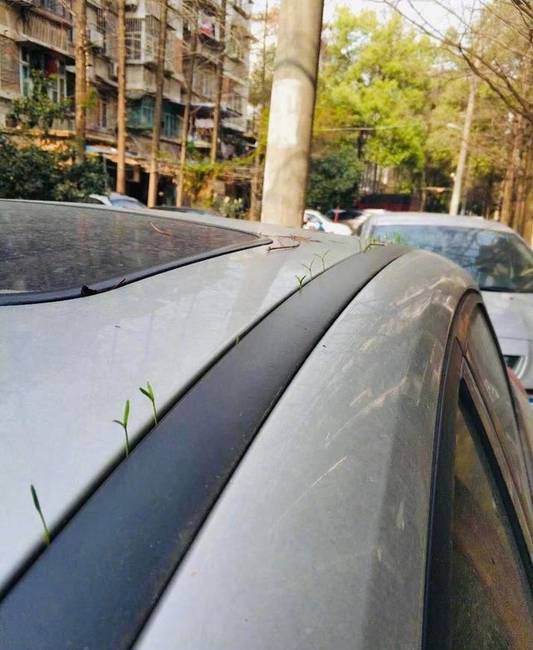 Miután a koronavírus miatt néhány hónapig nem vezették a kínai Wuhan városban parkoló autókat.