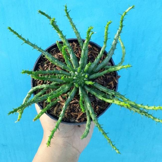 Medúzavirág (Euphorbia caput-medusae)