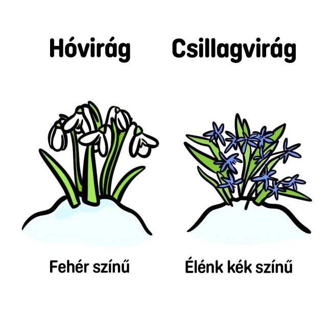 Hóvirág vs csillagvirág