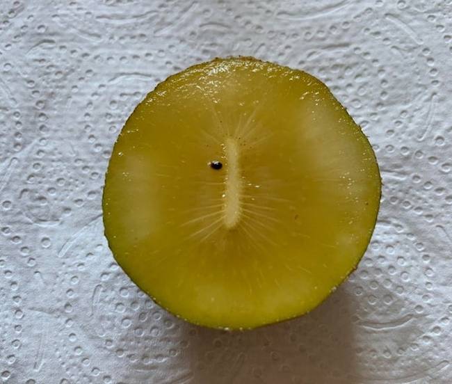 „Találtam egy kivit, amiben összesen egy mag volt."