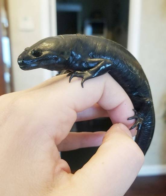 Így néz ki egy axolotl, amikor metamorfózison megy keresztül.