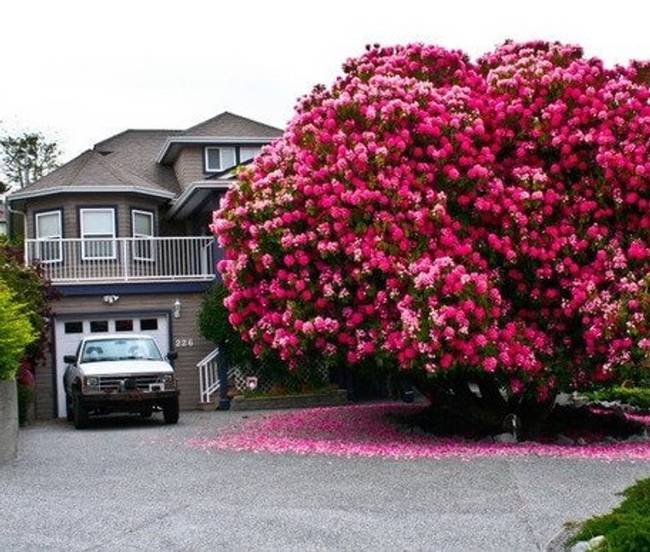 Így néz ki egy helyi, 125 éves rododendron.