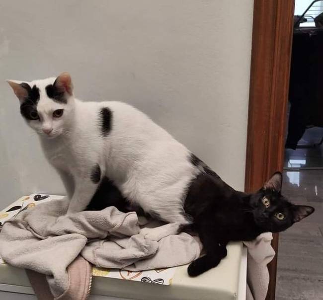 Dupla öröm, fele akkora rendetlenség.