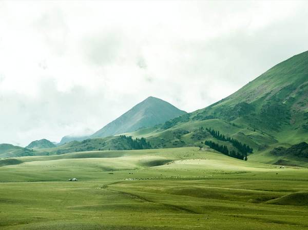 Zöld