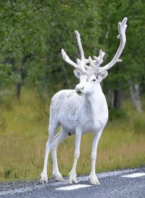 animales 7