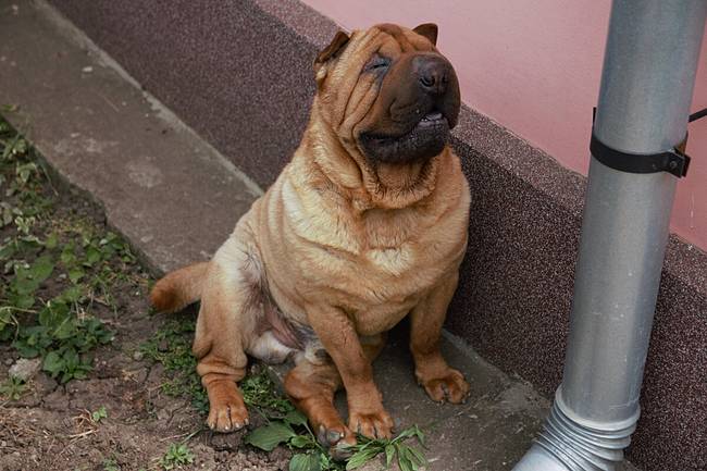 Miért nem mernek sokan shar peit vállalni, noha értékelik és tisztelik a fajtát?