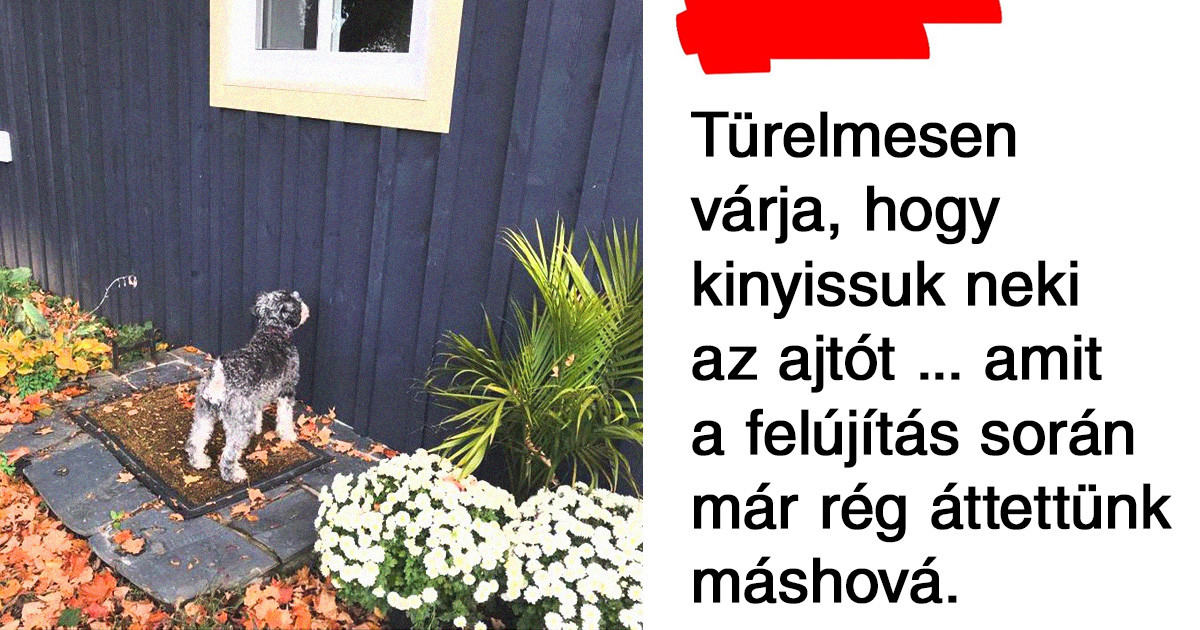 18 háziállat, aki könnyesre nevettette a gazdáját