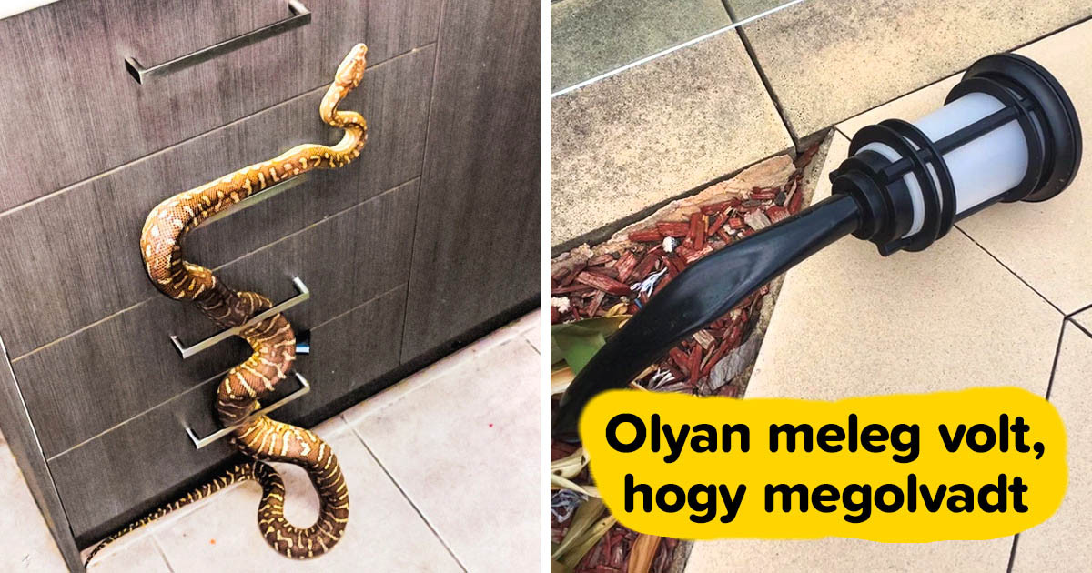19 fotó, ami miatt különösen csodáljuk az Ausztráliában élők bátorságát