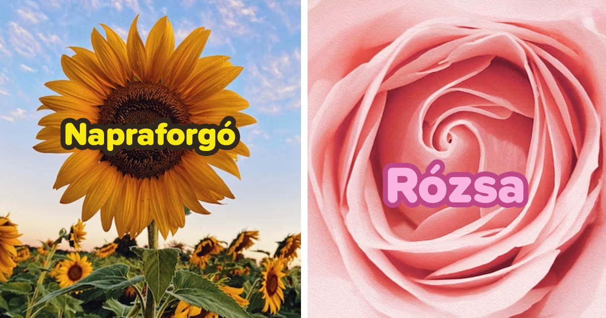 Válaszolj néhány kérdésre, és megmondjuk, milyen virág vagy