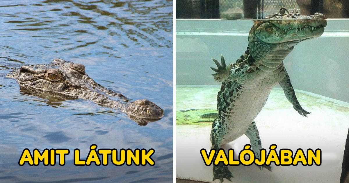 22 fotó azoknak, akik úgy gondolják, hogy őket már semmi sem tudja meglepni