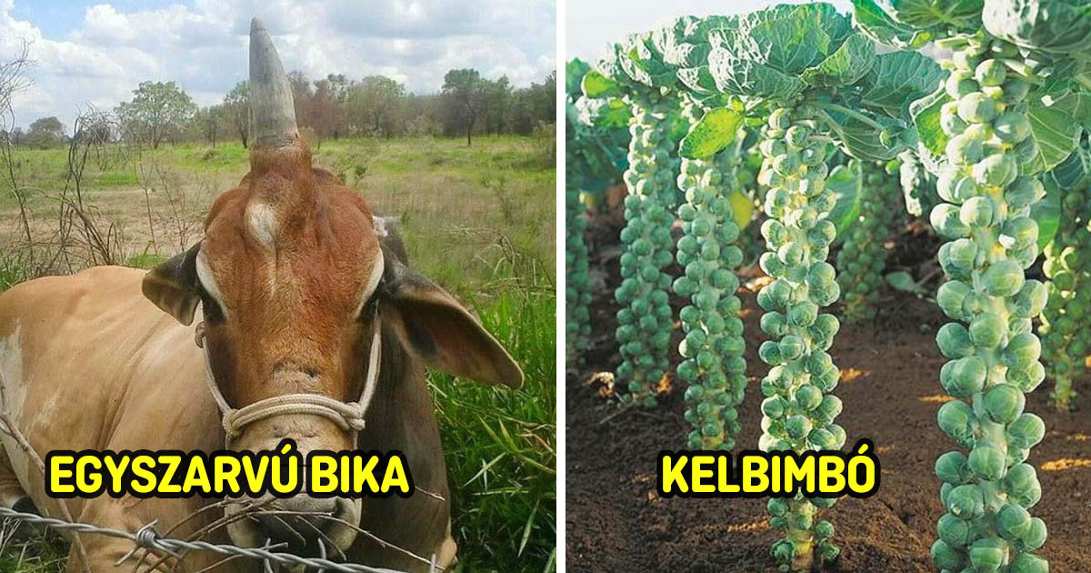 15 fotó érdekes dolog és jelenség, amiket nem mindennap láthatunk