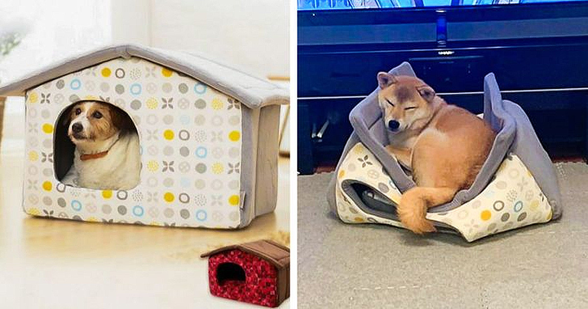 20 ember, aki jól tudja, hogy a háziállatoknak történő ajándékvásárláskor mindenre fel kell készülni