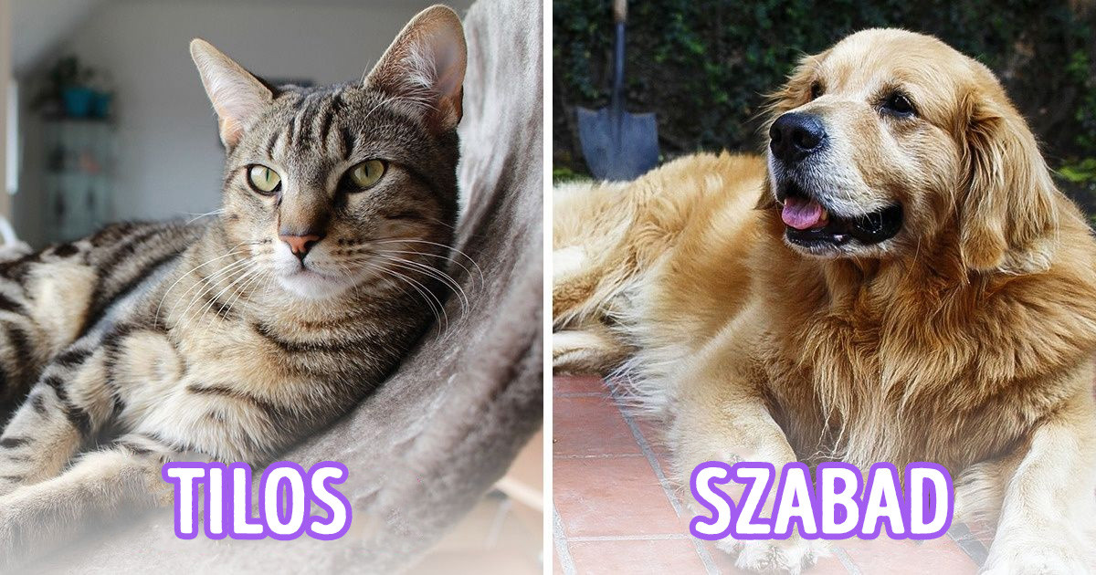 A brit királyi család 14 szabálya, amit a szomszédjaiknak kötelező jelleggel be kell tartaniuk