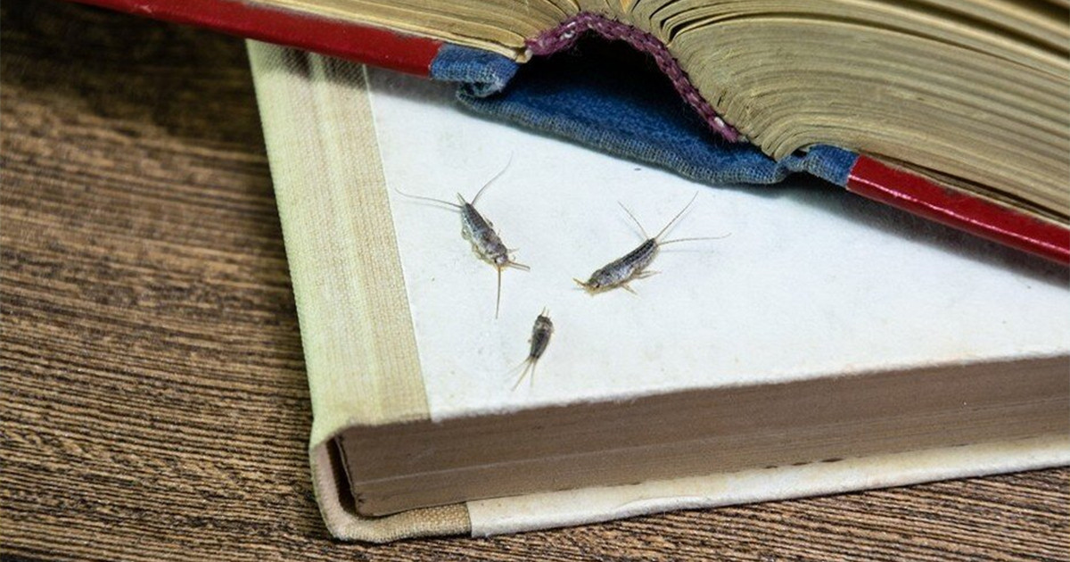 Hogyan lehet megszabadulni a pikkelykéktől egy házban: 4 módszer a megszabadulásra és a megelőzésre