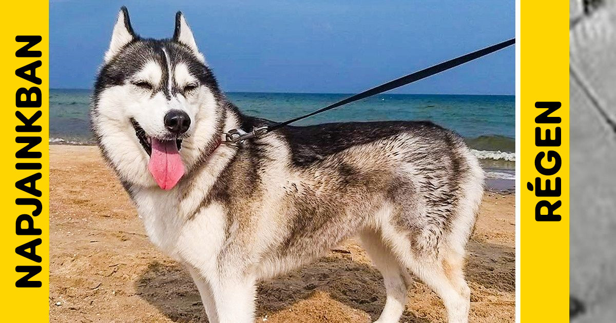 Ennyit változott a népszerű kutyafajták megjelenése az elmúlt 100 évben