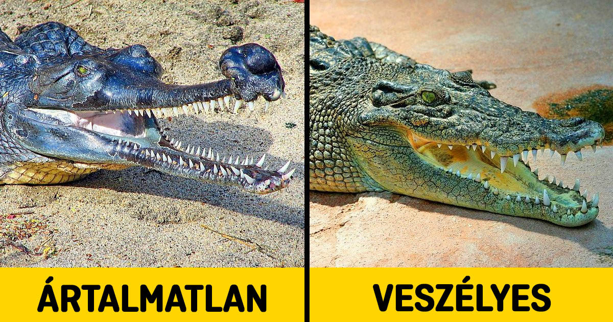 13 állat, akiktől gyakran félünk, pedig ártalmatlanok