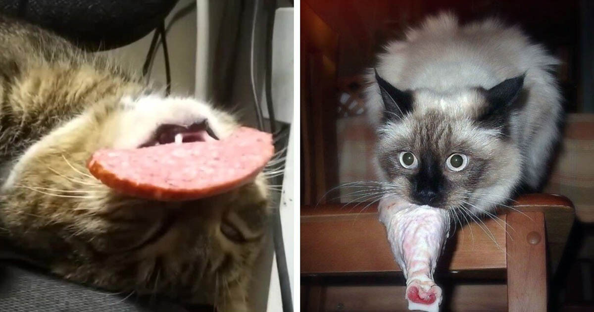 20+ konyhai tolvaj, akire bárhogy is próbálsz, egyszerűen nem lehet haragudni