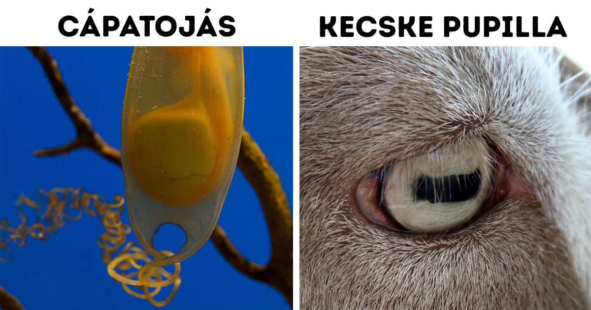 19 közeli fotó, ami többet mond az állatok világáról, mint bármilyen biológia tankönyv
