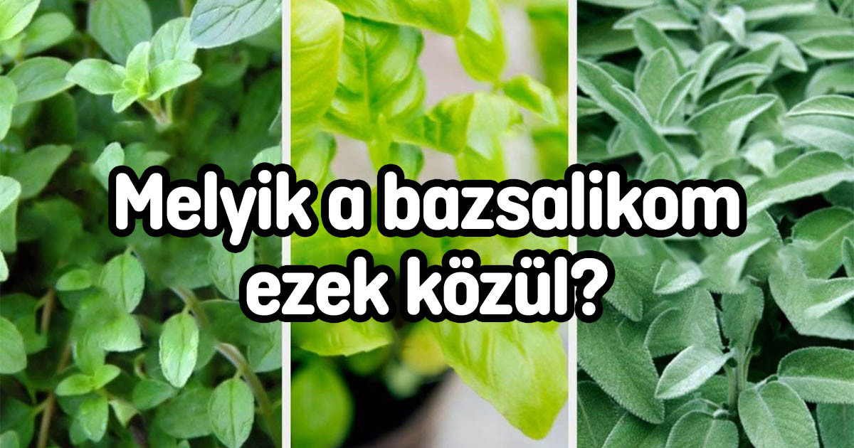 Csak egy kertészkedésben jártas ember képes legalább 10 pontot szerezni ebben a kvízben