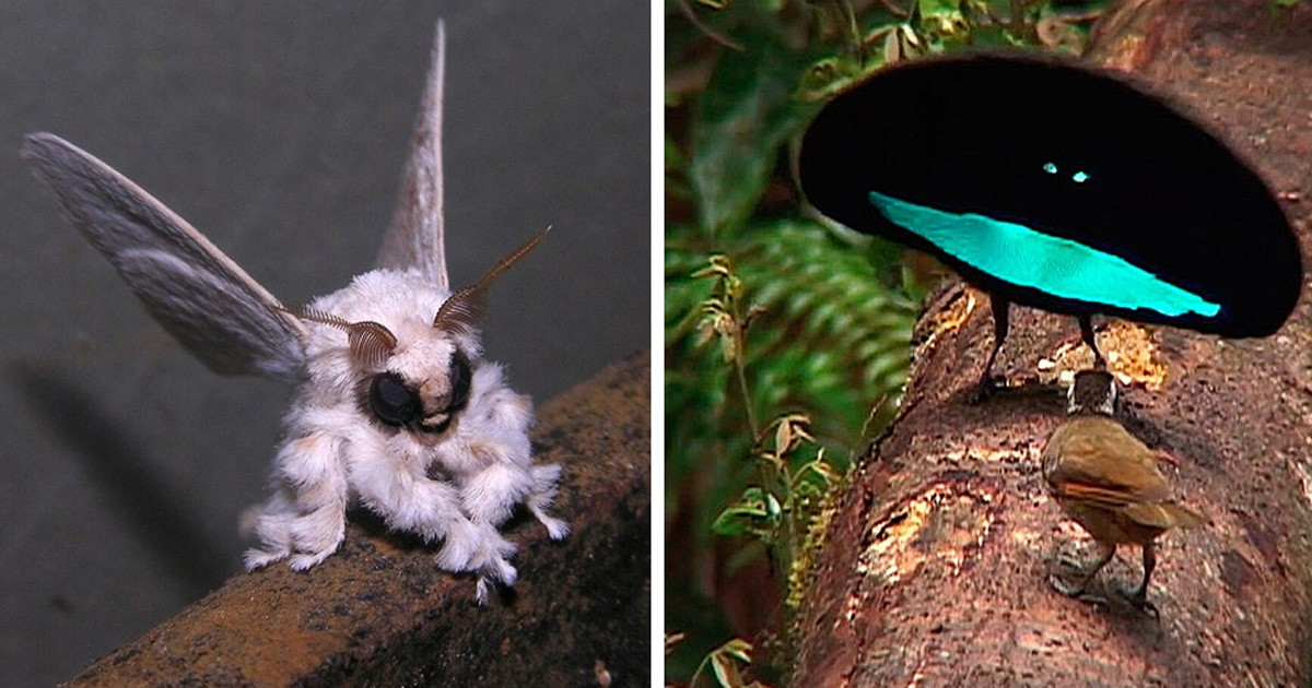 20 furcsa állat, ami mintha csak a Photoshopból ugrott volna elő