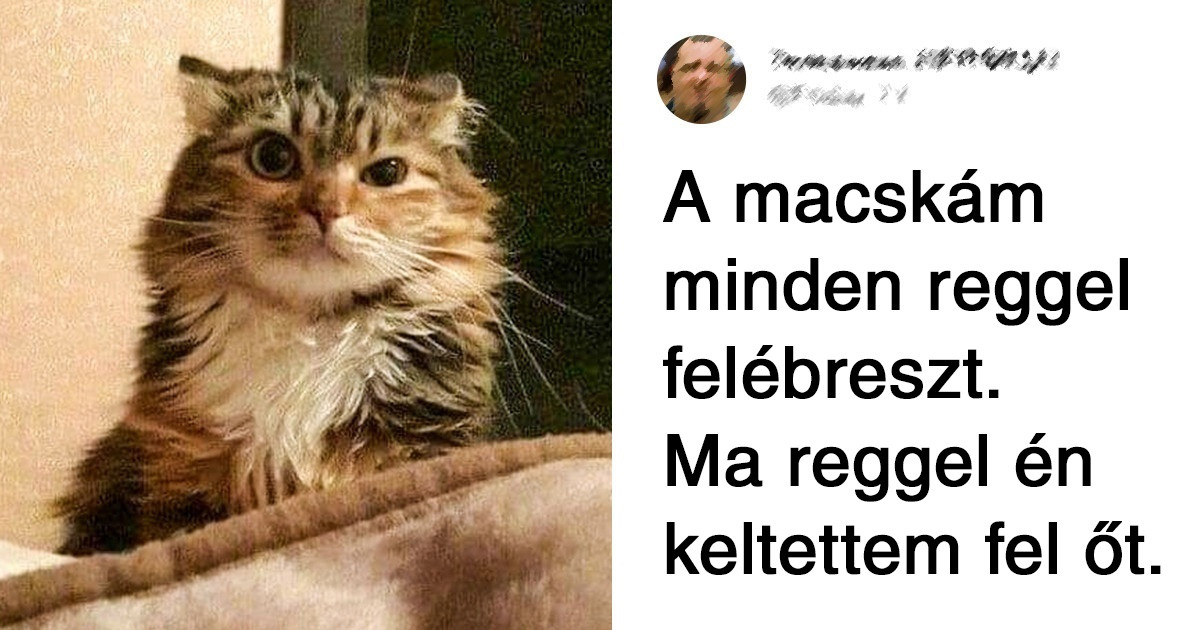 19 élethelyzet, ami valószínűleg minden macskagazdi számára ismerős