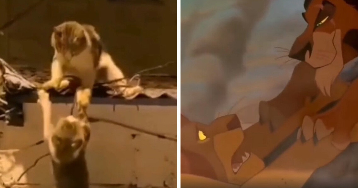 Életre kelt Oroszlánkirály: Mufasza és Zordon a valóságban