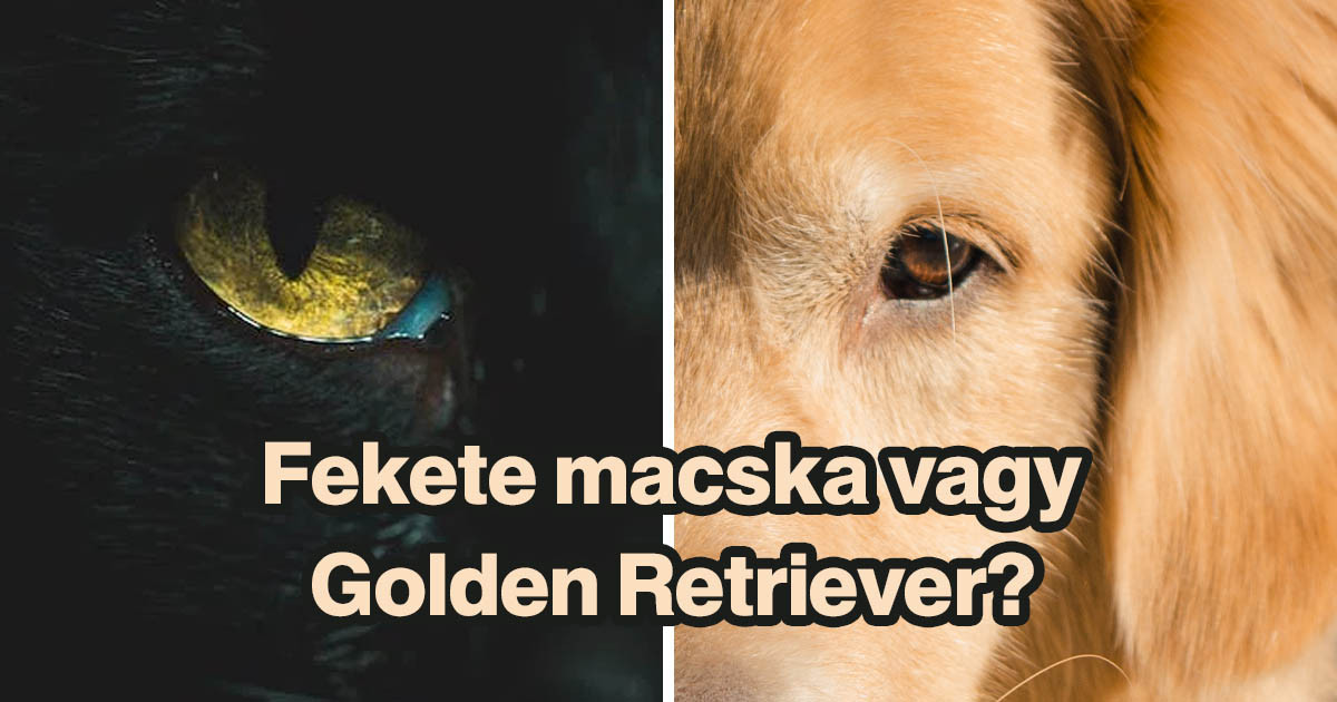 Fekete macska vagy Golden Retriever vagy inkább?