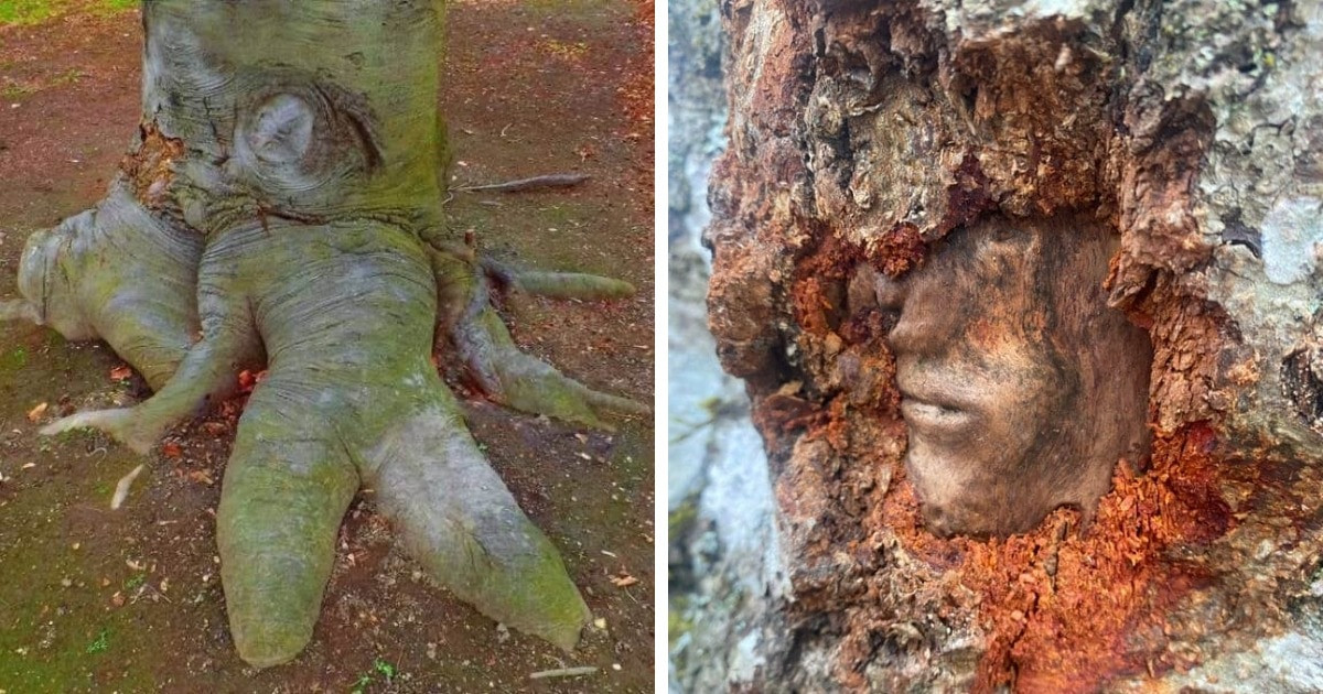 14 fotó szokatlan fákról, amik a megjelenésükkel vagy meglepnek, vagy megijesztenek