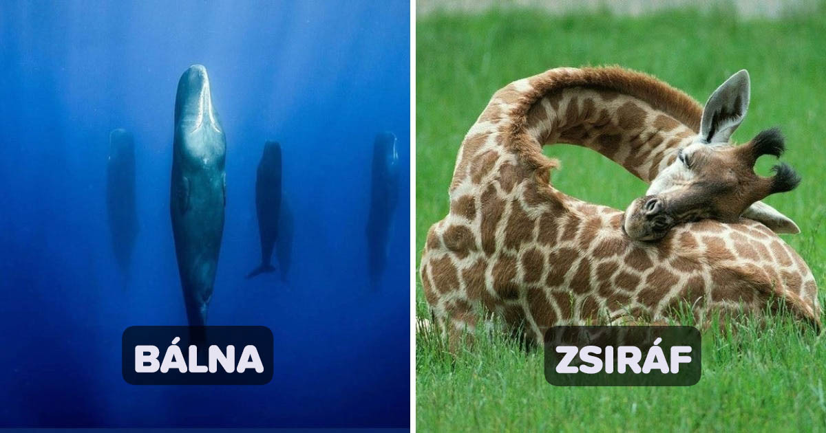 18 állatfajta, ami nagyon sajátos módon alszik