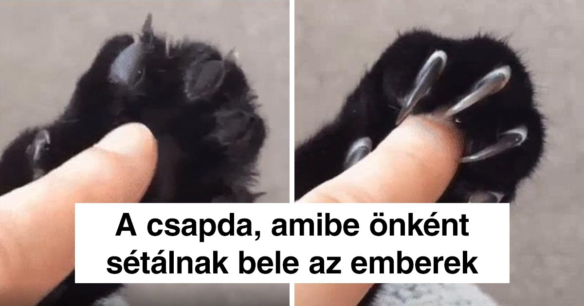 18 speciális macska-tulajdonság, amivel egyik másik állat sem büszkélkedhet