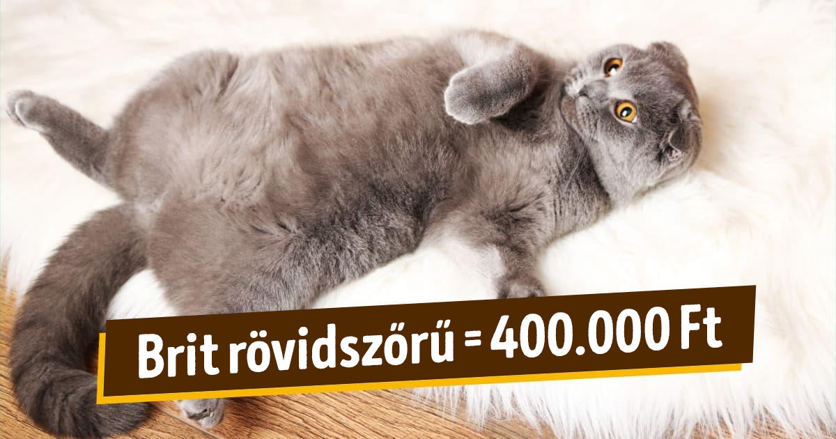 A világ 10 legdrágább macskája