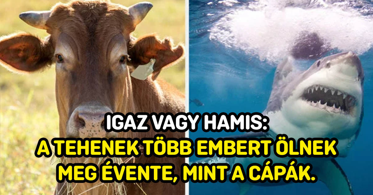 Ez az általános tudásra fókuszáló igaz-hamis kvíz a legnehezebb tudáspróba, amit valaha kitöltöttél