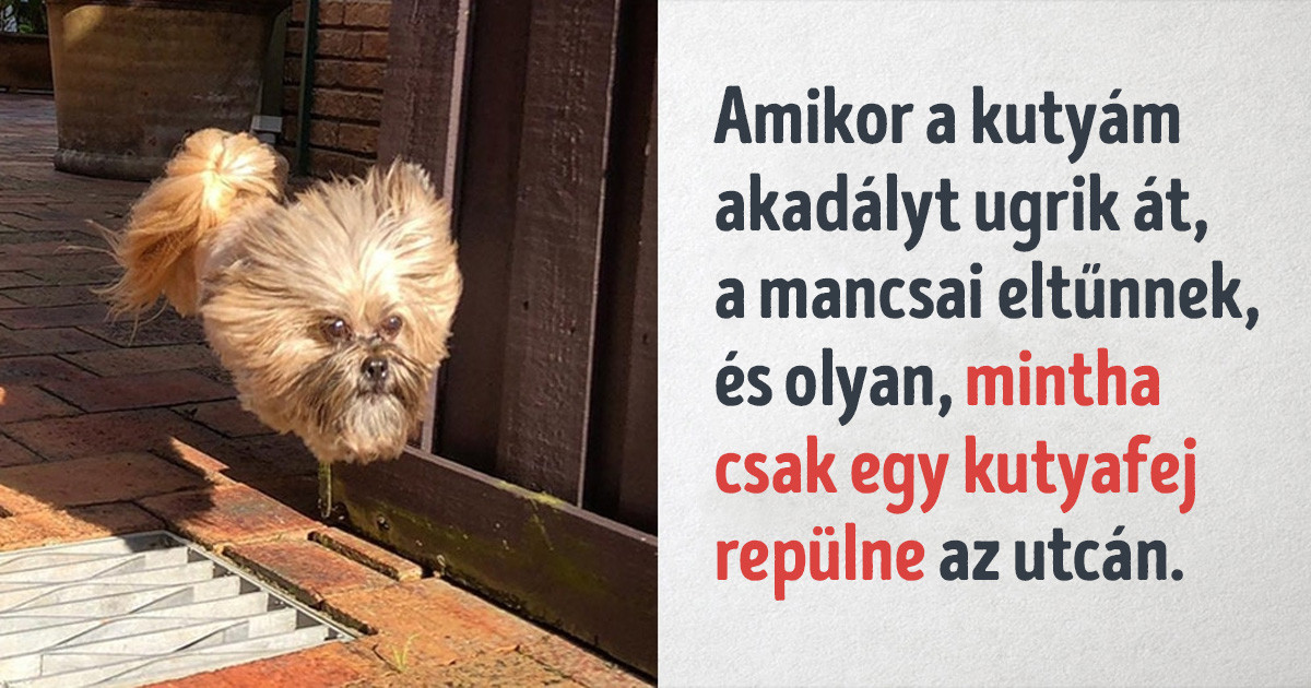18 klassz kutyás fotó, amik a gazdik megjegyzéseivel még jobb hellyé tették az internetet