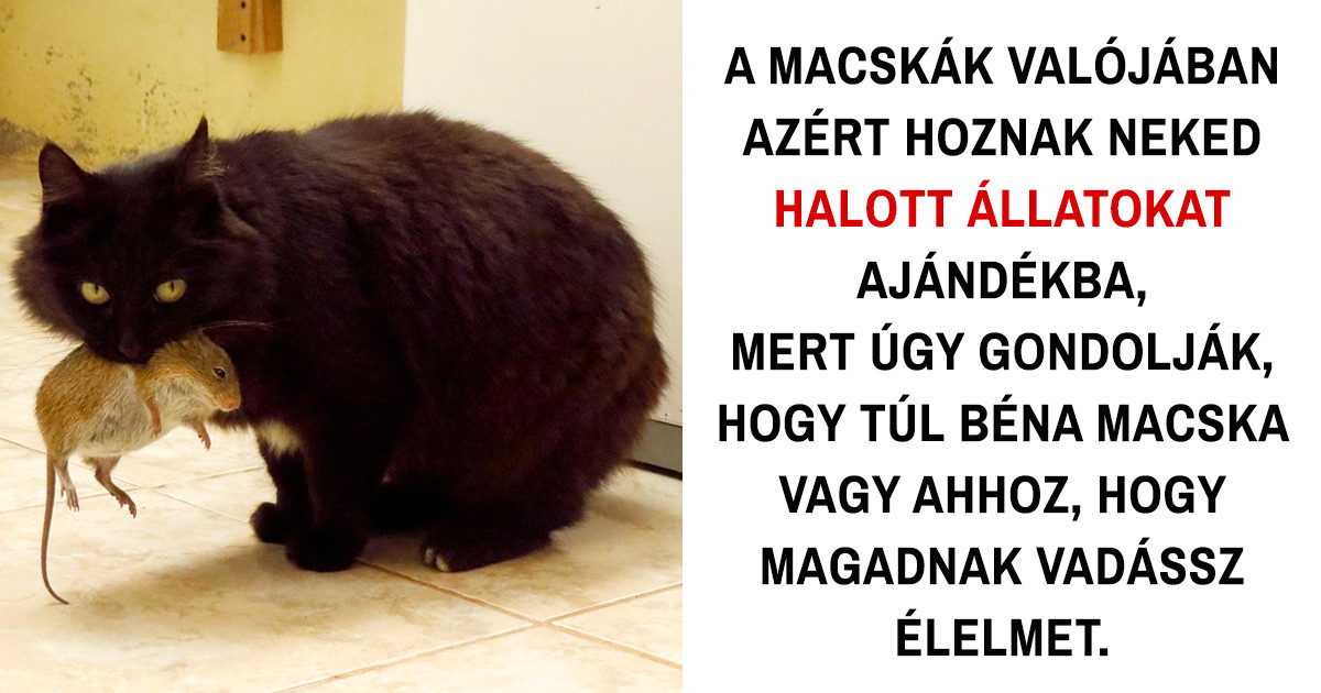 15 meghökkentő tény a macskákról, amit valószínűleg Te sem tudtál korábban