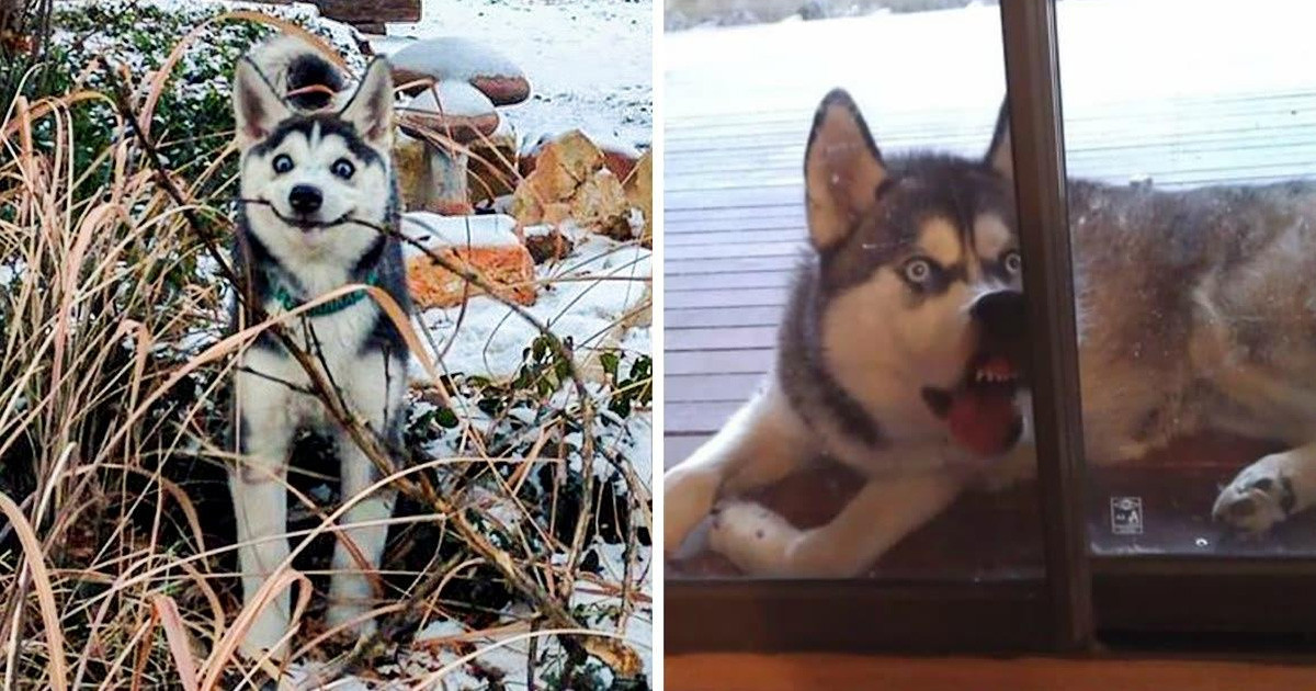 19 fotó, ami bizonyítja, hogy a Husky-k a leglököttebb kutyák a Földön (de ezért szeretjük őket)