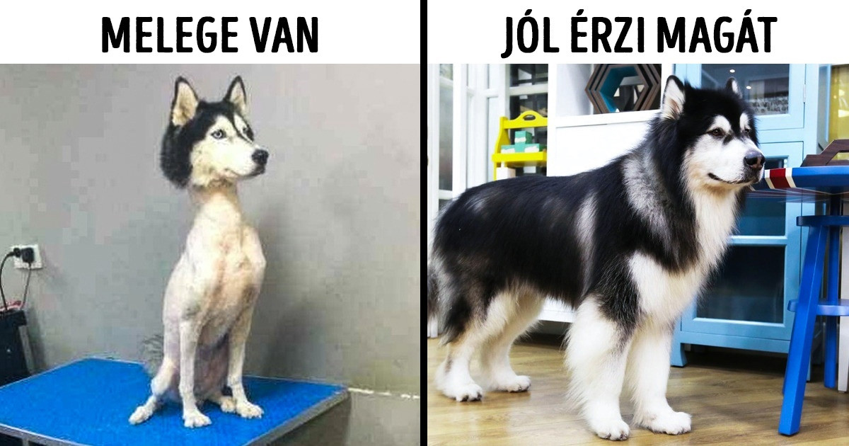 14 népszerű mítosz a kutyákról, amit ideje egyszer s mindenkorra elfelejteni