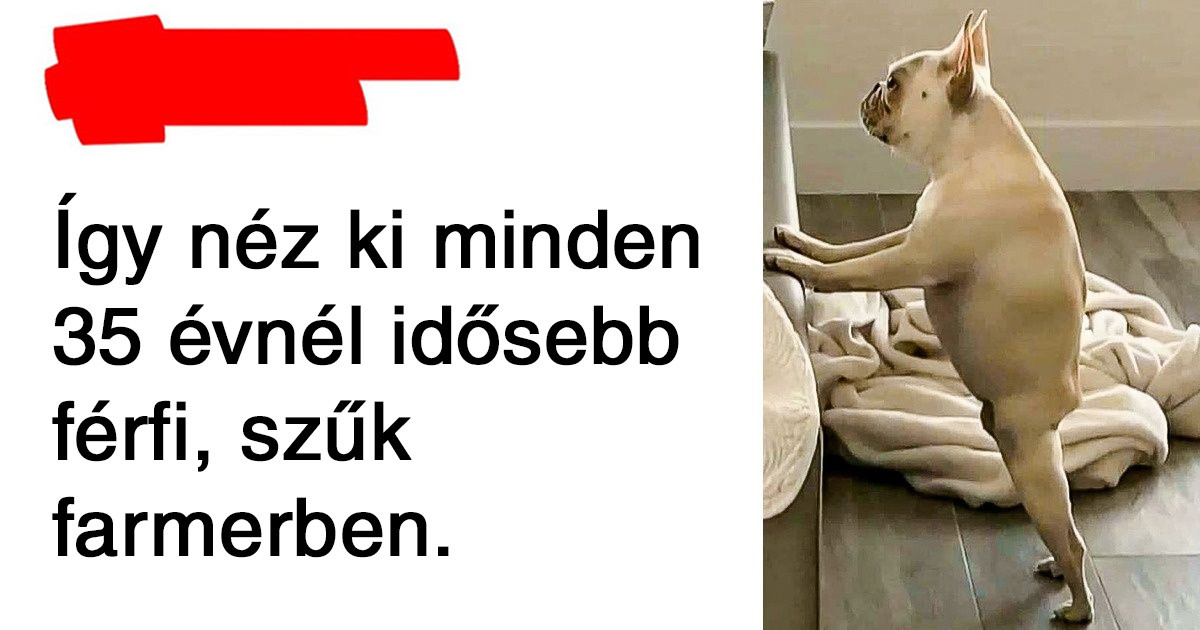 17 állat, akik pontosan úgy viselkednek, mint az emberek, csak mancsokkal