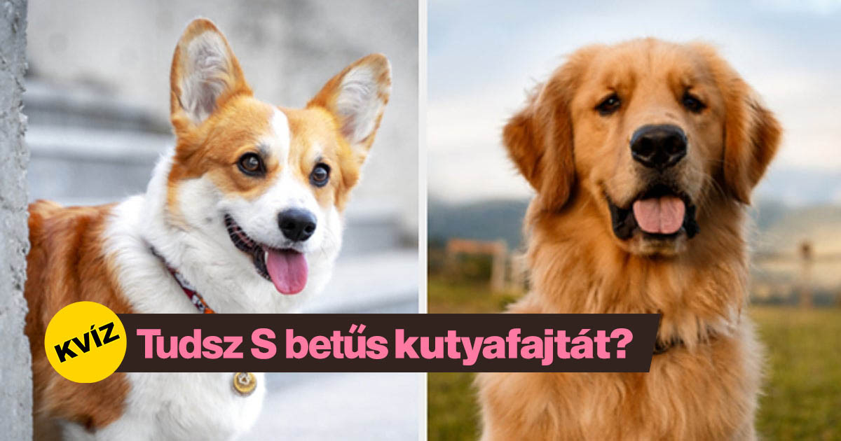 Tudsz mondani egy-egy kutyafajtát az ÁBÉCÉ minden betűjével?