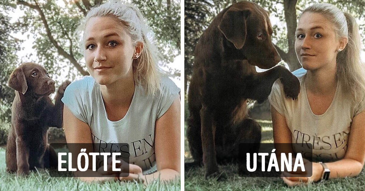17 előtte-utána kép kutyákról, akik felnőttek és aranyos kölyökkutyákból nagykutyákká váltak
