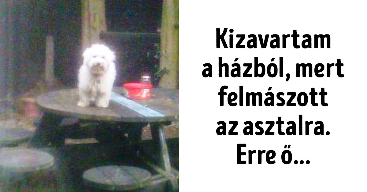 20 lázadó kisállat, akit hidegen hagynak az ember alkotta szabályok