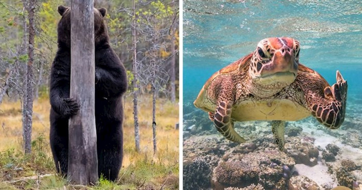 Kihirdették a Comedy Wildlife fotópályázat döntőseit, és ez a 30 állat biztos, hogy Téged is meg fog nevettetni