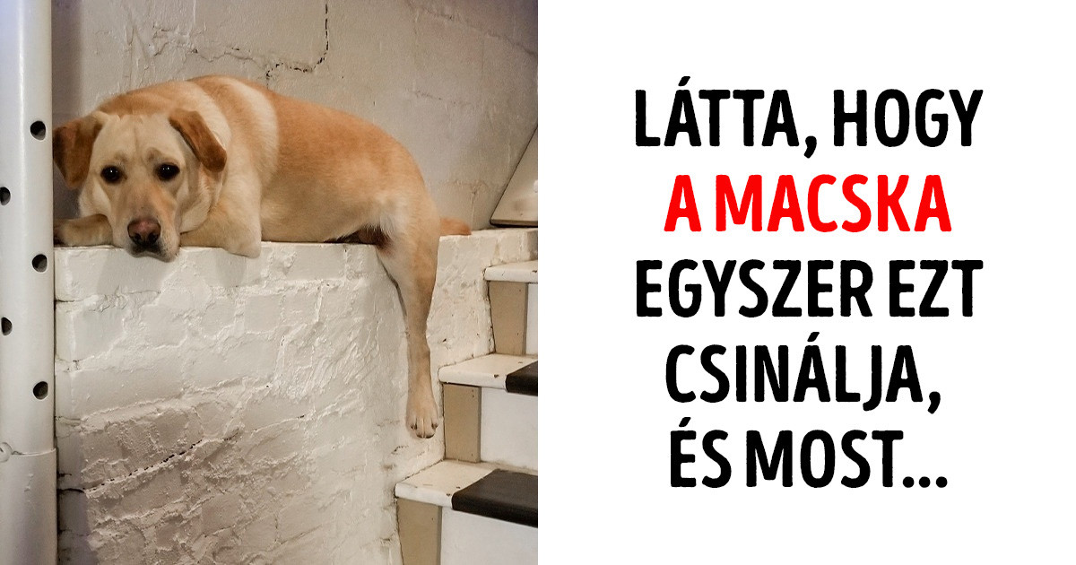 20 fotó, ami bizonyítja, hogy a háziállataink a legjobb humoristák