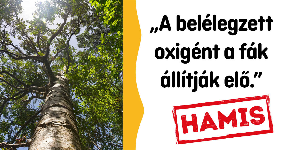 Ma tudtam meg, hogy ez a sokak által igaznak hitt 13 tény valójában hazugság